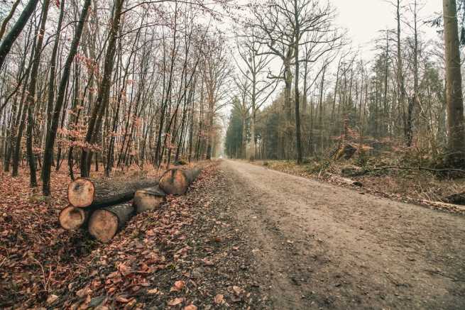 Kara za wycięcie drzewa w lesie prywatnym