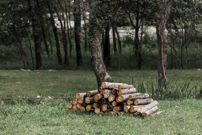 Wycinka drzew na terenie ogródków działkowych bez zezwolenia