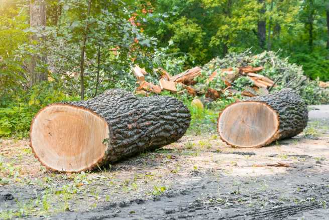 Wycięcie starego drzewa na granicy działki - czy sąsiad mógł wyciąć drzewo?