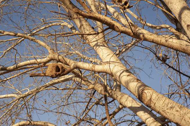 Stare i zagrażające bezpieczeństwu drzewa rosnące na prywatnej działce