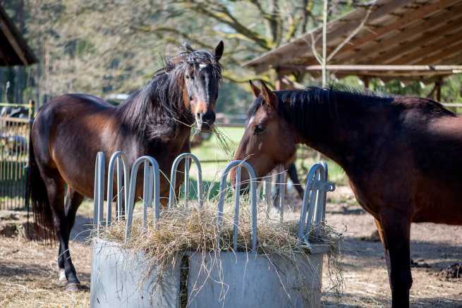 Czy trzeba być rolnikiem aby prowadzić hodowlę koni?