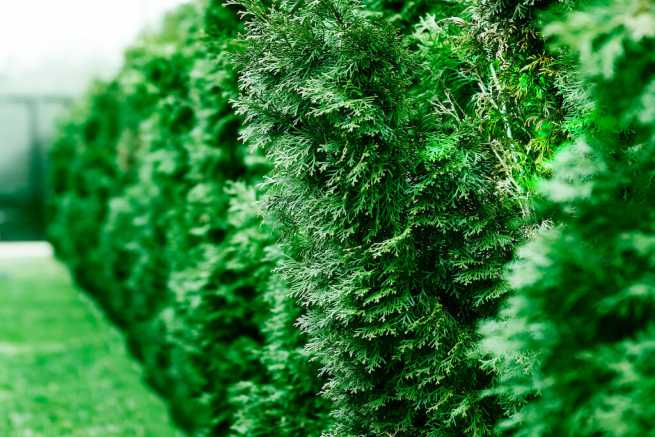 Spór graniczny i naruszenie prawa własności