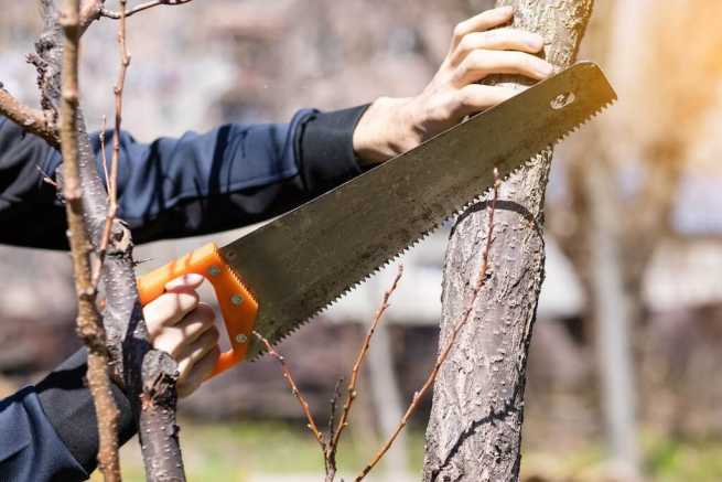 Czy można usunąć drzewa z działki rolnej bez zezwolenia, gdy plan miejscowy przewiduje zabudowę?