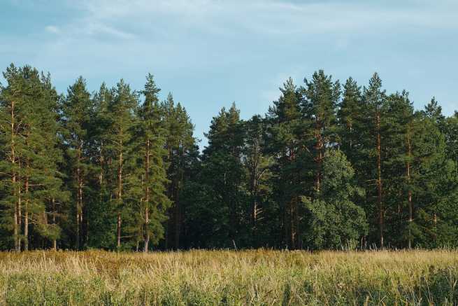 Przekształcenie gruntów leśnych