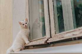Czy można prowadzić hodowlę kotów rasowych w mieszkaniu w bloku?