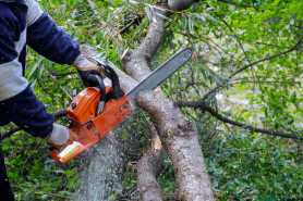 Opodatkowanie usług pielęgnacji i wycinki drzew