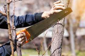 Czy można usunąć drzewa z działki rolnej bez zezwolenia, gdy plan miejscowy przewiduje zabudowę?