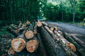 Odszkodowanie za wycięcie drzew